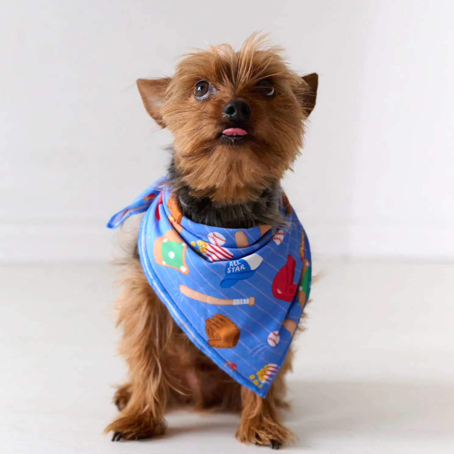 All Stars Pet Bandana
