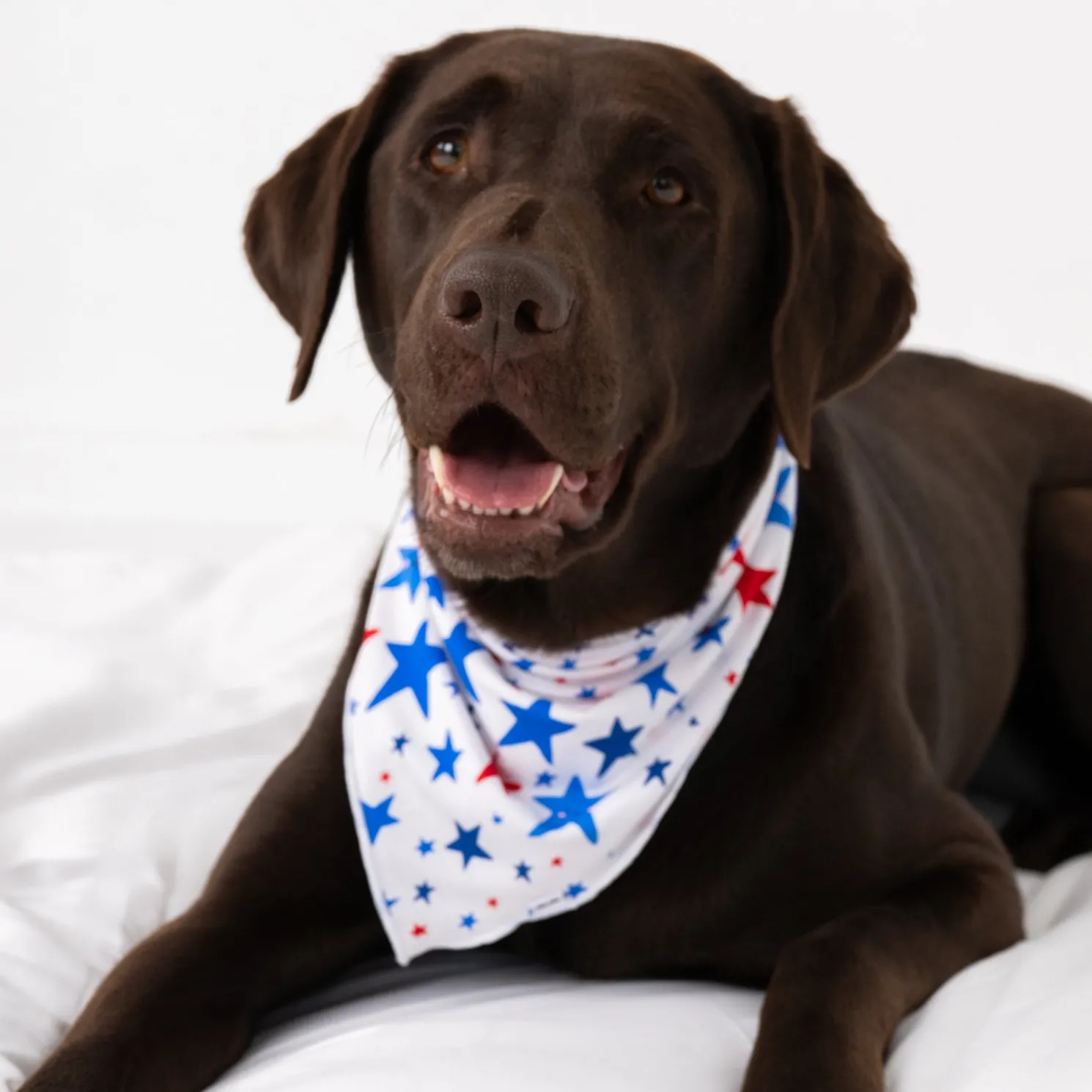 Bright Stars Pet Bandana