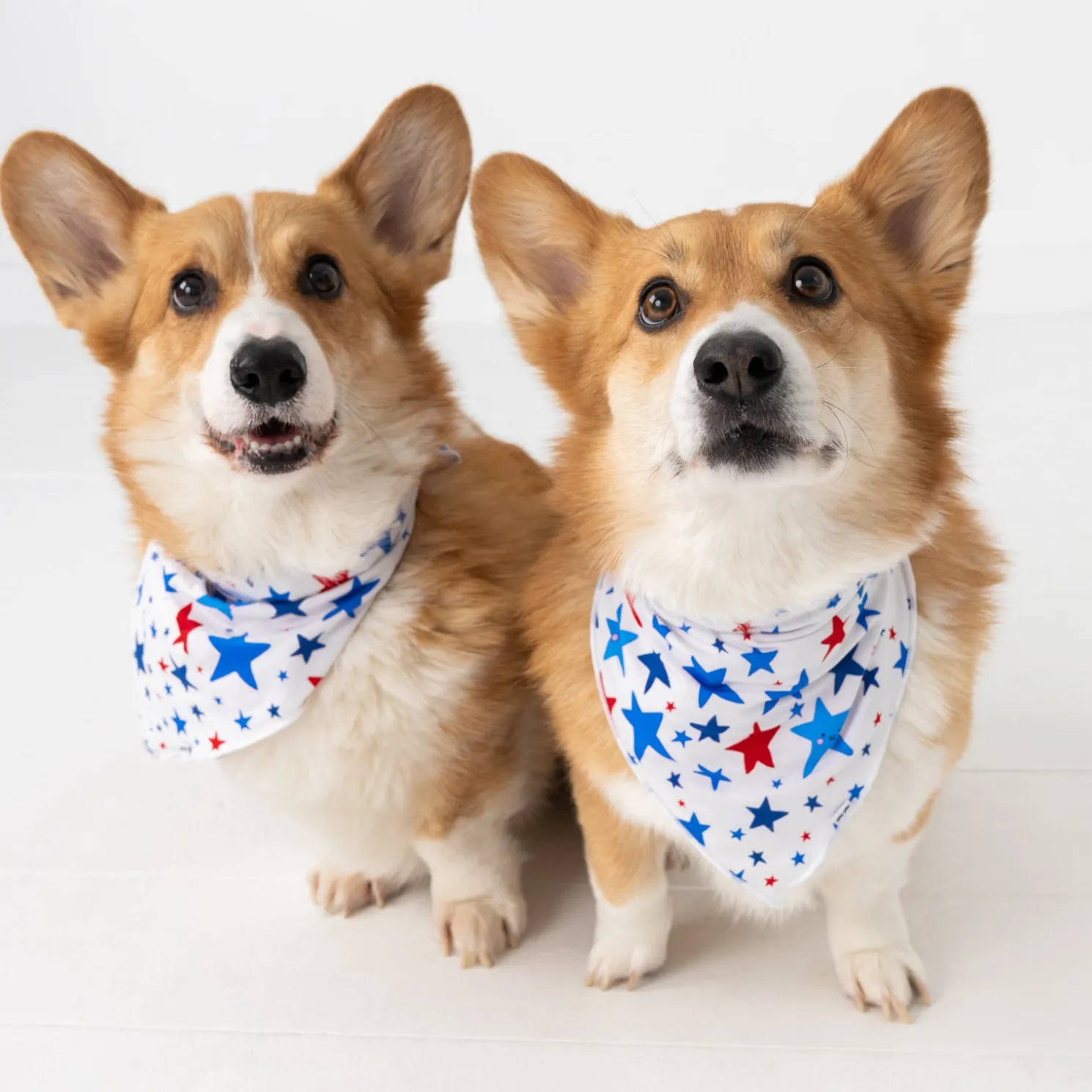 Bright Stars Pet Bandana